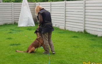 Dresaj Canin Romland Kennel Club