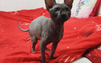 Motan Sphynx Pedigree
