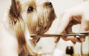 Cosmetica Canina by Carmen Arad