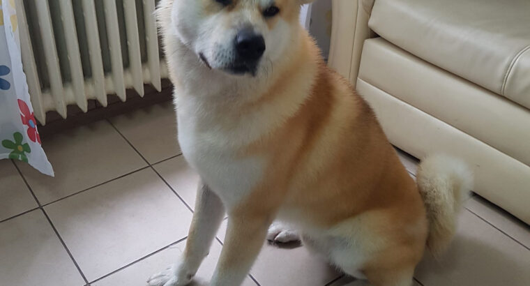 Dolly Salon Canin Craiovita