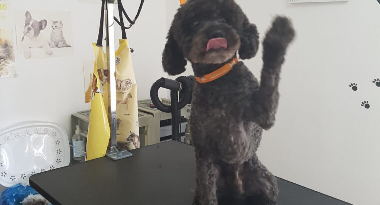 Dolly Salon Canin Craiovita
