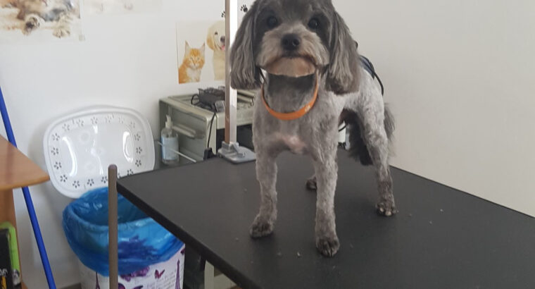 Dolly Salon Canin Craiovita