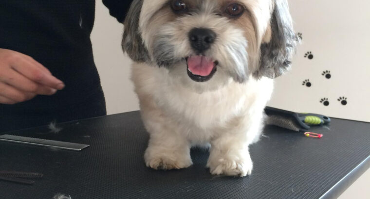 Dolly Salon Canin Craiovita