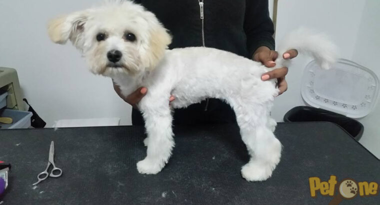 Dolly Salon Canin Craiovita