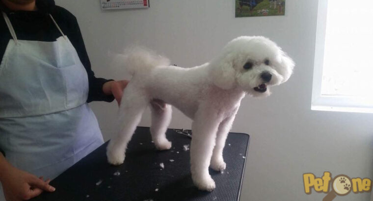 Dolly Salon Canin Craiovita