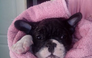 DOLY Cosmetica Canina