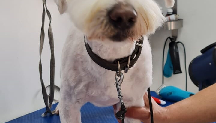 Frizerie canina 🐶 și felina 🐱 Magavet