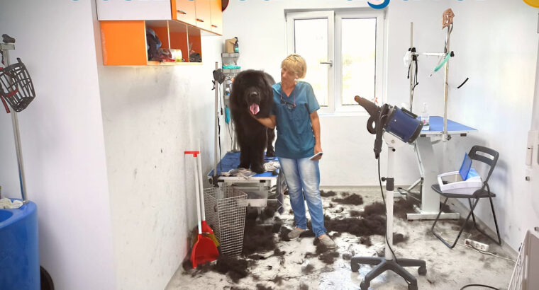 Frizerie canina 🐶 și felina 🐱 Magavet
