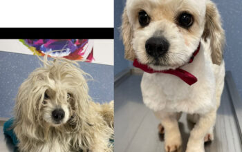 Frizerie canina 🐶 și felina 🐱 Magavet