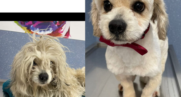 Frizerie canina 🐶 și felina 🐱 Magavet