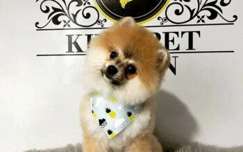 King Pet Salon Mobil