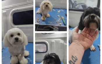 Mobil Grooming- Salon mobil cosmetica câini și pisici Constanta