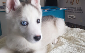 Cosmetica Canina-PetkitPro