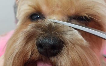 Salon Toaletaj Canin PUFFY Cluj