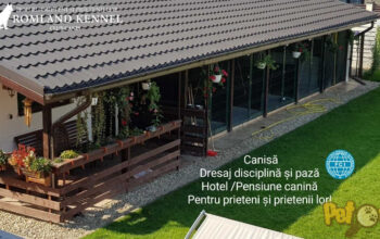 Hotel canin Bucuresti