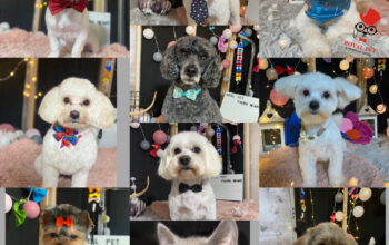 ROYAL PET- Salon cosmetica canina Piatra Neamt
