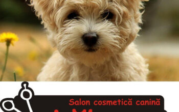 Salon Labus -Cosmetica canina Timisoara
