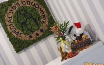 Special Dog Grooming Brasov