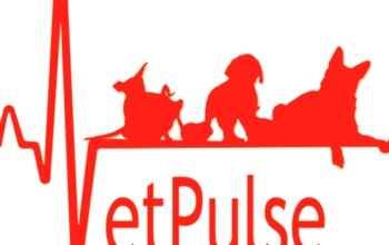 Cabinet Veterinar Vet Pulse