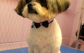 Cosmetica canina si felina Vet Pulse Alexandria