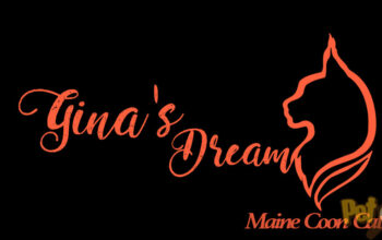 Felisa Gina’s Dream Maine Coons Romania