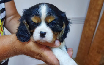 Canisa Puppy Happiness
