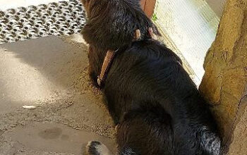 Adoptie catelusa