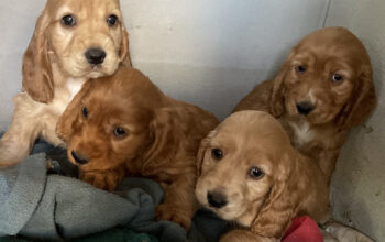 Pui cocker spaniel cu pedigree