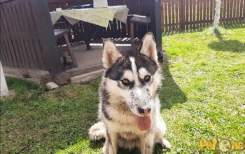 Femela husky adoptie