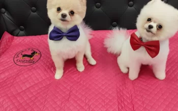 Dogzilla Grooming & Spa/Salon cosmetica canina și felină