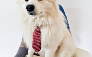 Imperechere Spitz Pomeranian Pedigree