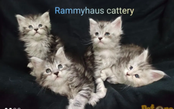 Felisa Rammyhaus – Maine Coon cattery