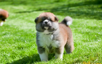 Canisa Zenko Inari Akita Inu Deva