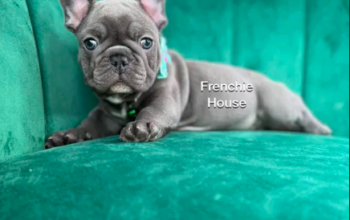 Canisa Blue Frenchie House Luxury Kennel-Bulldog Francez