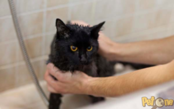 Salon Cosmetică Canina & Felina Regatul Animalelor