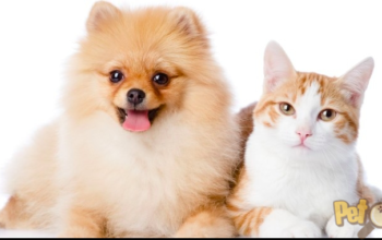 Iordache Florin – Cosmetică Canină și Felină Timisoara