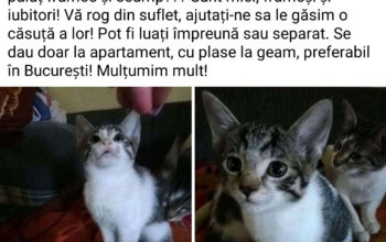 ADOPTIE-Pui pisică pentru adopție