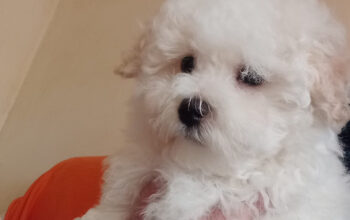 Bichon bolognese, pui, masculi disponibili Pedigree tip A