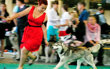 CANISA Brigimerci Siberian Husky Kennel