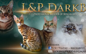 Felisa L&P DarkBlue Bengal and Ragdoll