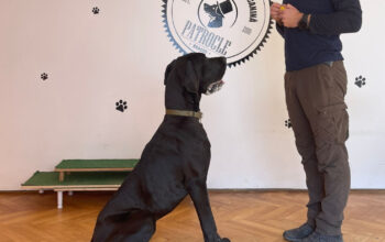 Scoala de Dresaj -Clubul de Excelenta Canina Patrocle Brasov