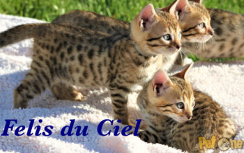Felis du Ciel-Bengal Cattery