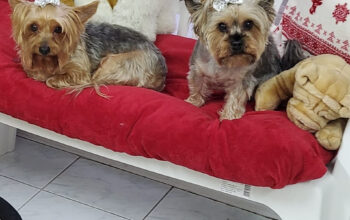 LoPy Grooming Cosmetica canina Satu Mare