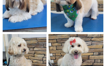 Coafor canin și felin Maya Mitzy Vet IASI
