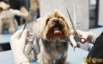 Naty-Style grooming/ Frizerie canina Constanta