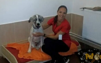 Pensiune canina si felina TioVet Bucuresti