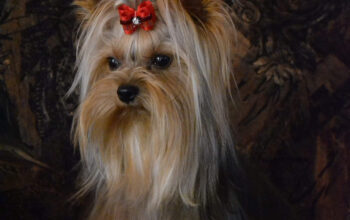 Canisa Yorkshire Terrier Sweet Dawn