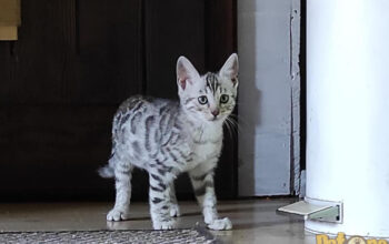 Felisa Bengal TINY PANTHERAS
