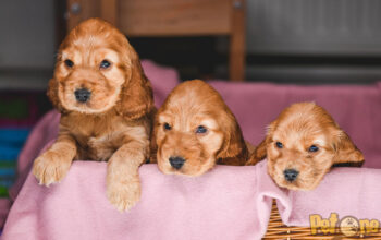 Canisa Oprin’ s House – Cocker Spaniel Englez solizi si particolori