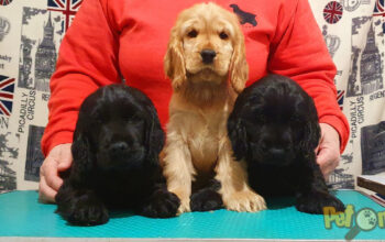 Canisa Wisewin Cocker Spaniel Englez
